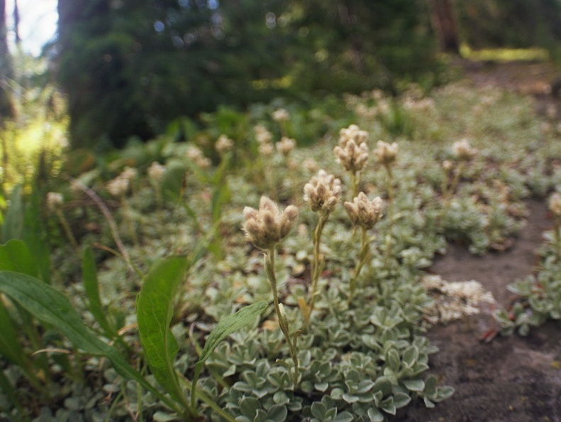 Baker Gulch Trail